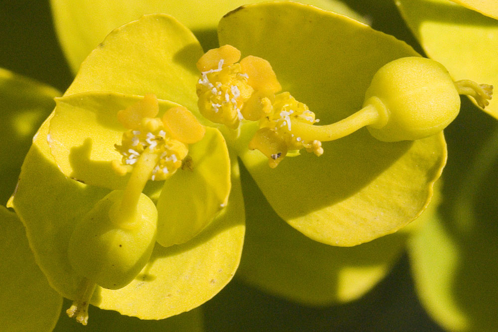 Euphorbia serrata / Euforbia dentata